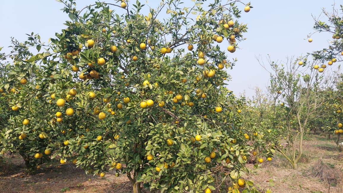 মাল্টা